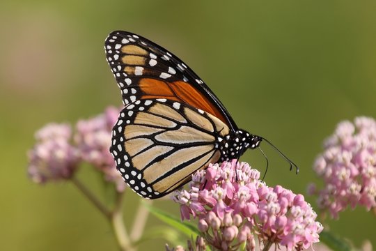 Monarch feeding from a milkweed plant.