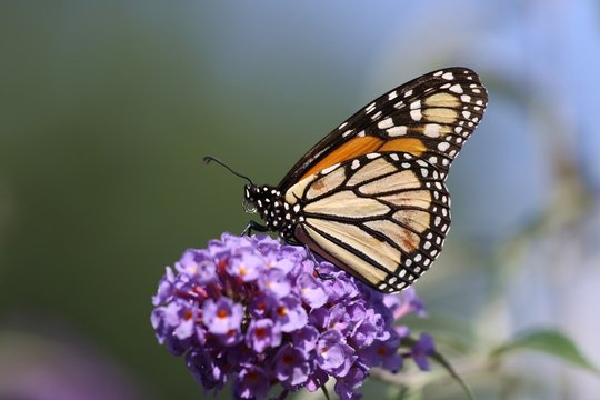 Monarch feeding from a buttrfly bush.