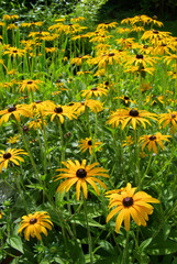 Sonnenhut - black-eyed Susan 09