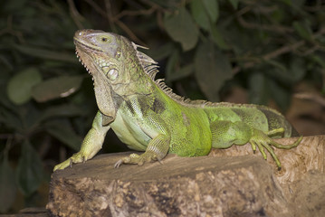 Grüner Leguan