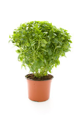 Fototapeta premium Plant of fine basil on white background