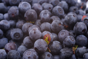 Bilberry