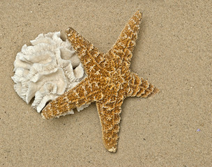 coral and starfish on sandy beach