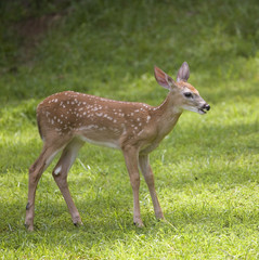 young deer
