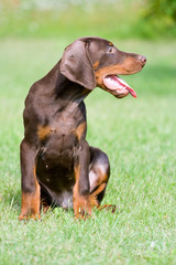 doberman puppy