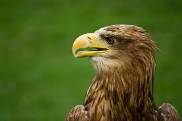 Photo sur Plexiglas Anti-reflet Aigle White-tailed eagle