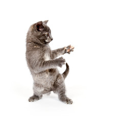 Kitten jumping any playing © Tony Campbell