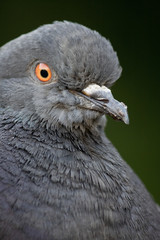 Pigeon