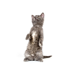 Kitten jumping any playing