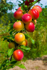 Excellent fruits of plum tree