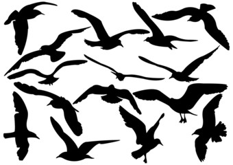 Fototapeta premium Variety flying sea-gulls vector illustration