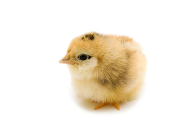 baby chicken on white background