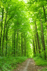 green forest