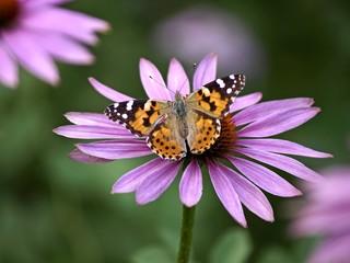 Distelfalter auf Echinacea