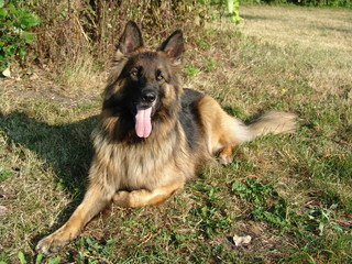 Berger Allemand
