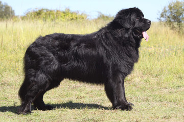 Search Photos Chien De Compagnie