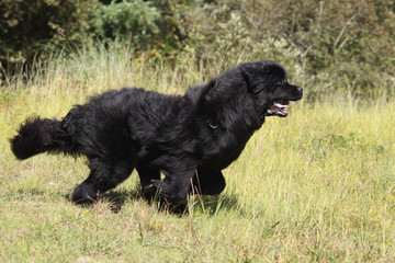 Fototapeta premium terre-neuve galopant langue pendante de profil dans l'herbe