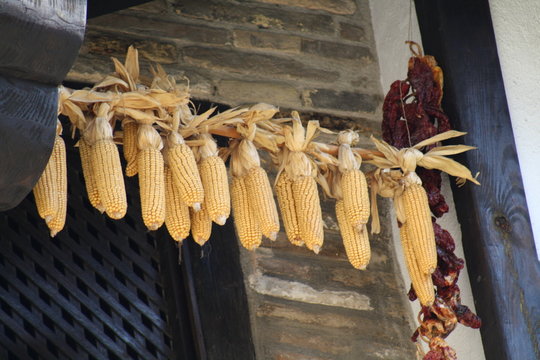 Mazorcas de maiz y pimientos choriceros secos.