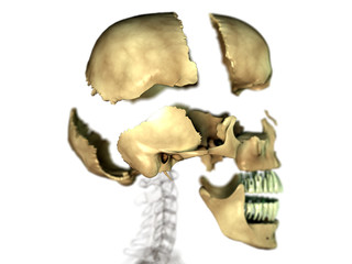 Cranium - exploded view - side © 4th Life Photography