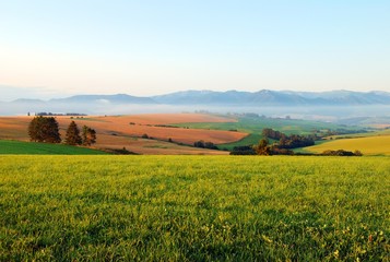 summer morning on meadows