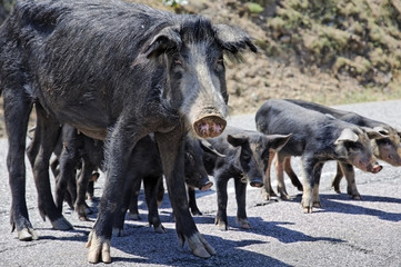 cochon sauvage corse