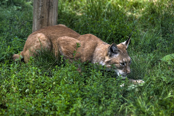 a lynx on the watch