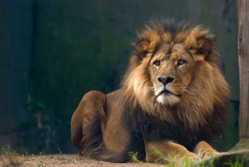 Fototapeta na wymiar Portrait of a lion king