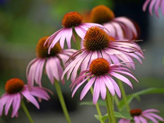 Heilpflanze Echinacea purpurea