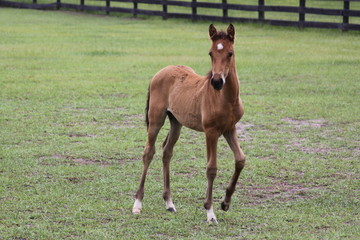 foal 1