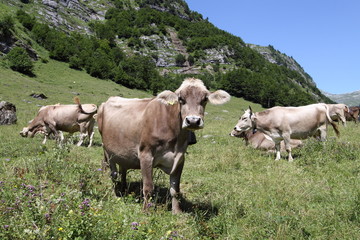 Schweizer Kühe auf Wiese in den Alpen