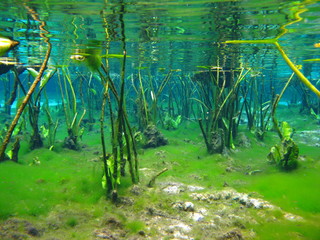 underwater springs