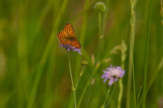Orange butterfly isolated on green background