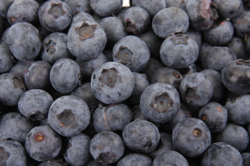 bilberry, fruits background