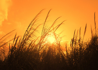 reed stalks in the swamp against sunlight