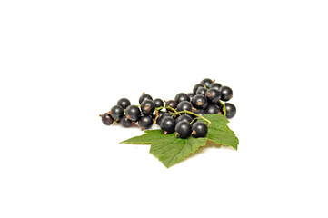 Green leaves and black currant on a white.