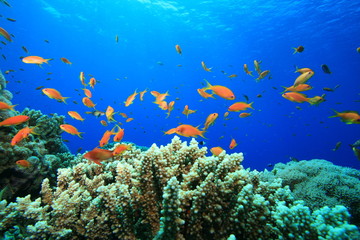 Obraz na płótnie Canvas Rafy koralowej