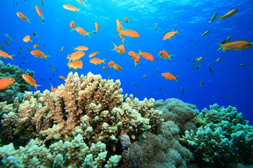 Naklejka na ściany i meble Beautiful Coral Reef