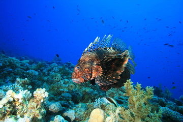 Lionfish (Pterois miles)