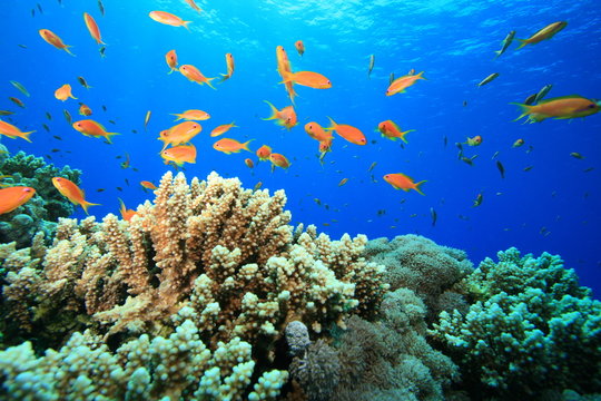 Beautiful Coral Reef