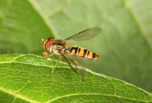 Close up of a Hover Fly
