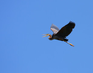Red heron Ardea purpurea in flight isolated on blue