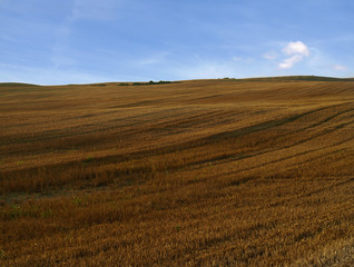 Grain field