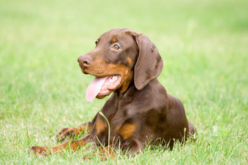 doberman puppy