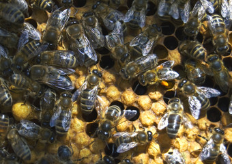 Bees