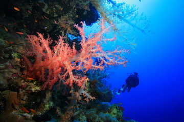 Plakat Kolorowe Miękki Koral i Scuba Diver