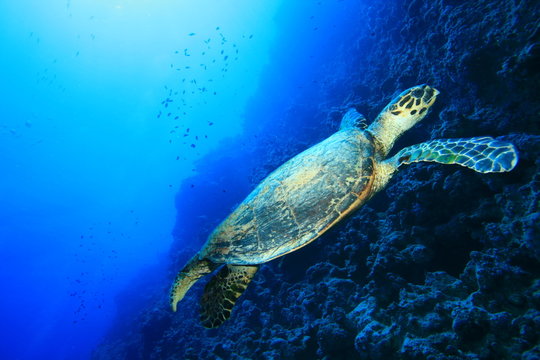 Hawksbill Turtle (Eretmochelys imbricata)