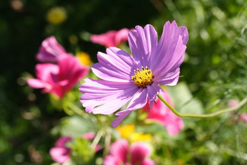 Kosmeenblüte u. Blumenbeet