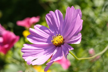 Obraz premium Kosmeenblüte u. Blumenbeet