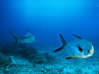 chasse