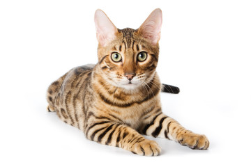 Bengal cat on white background